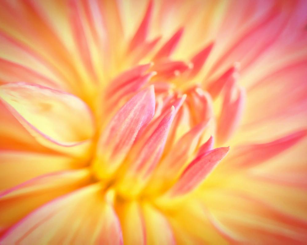 fleurs à Aubagne