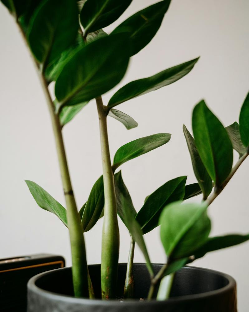 plante en pot
