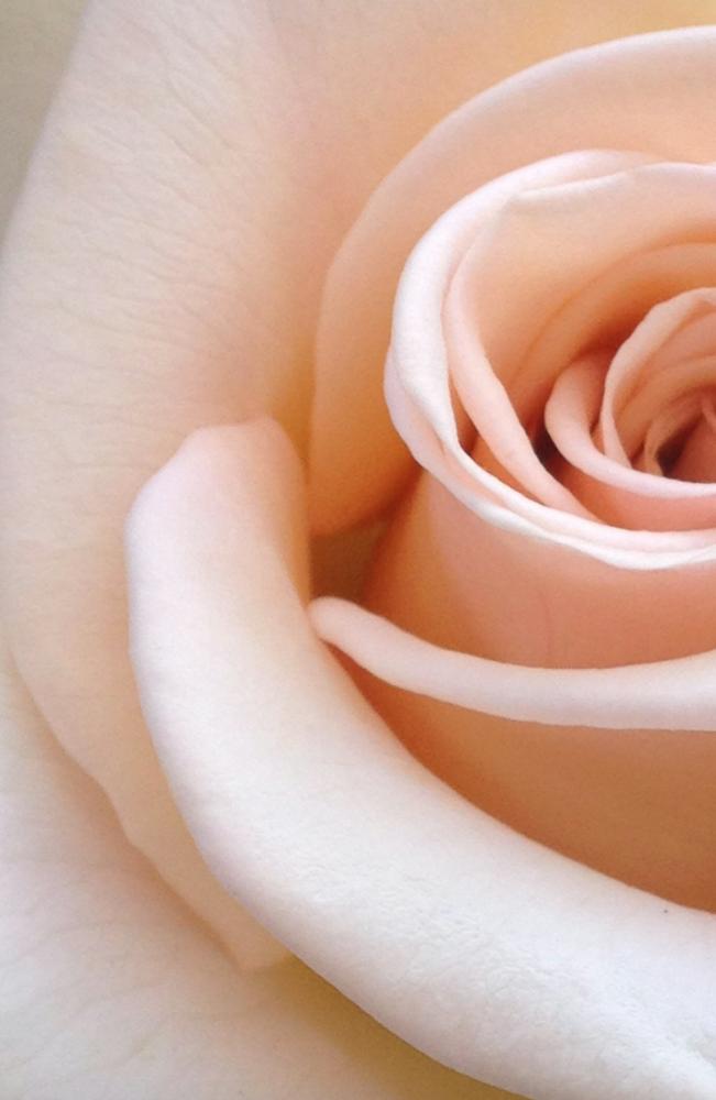 macrophotographie d'une rose rose