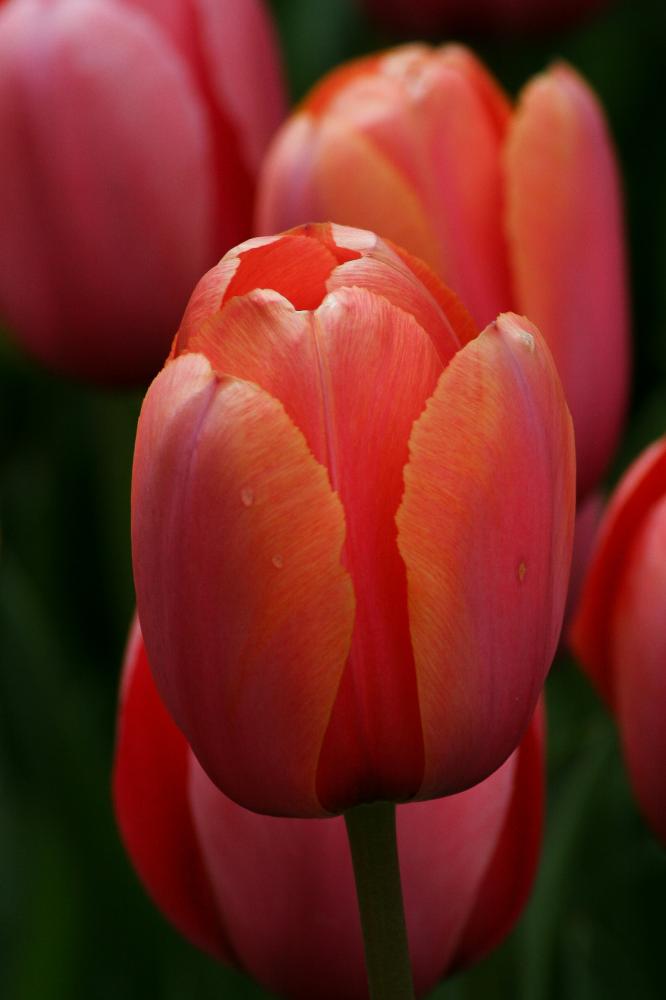macrophotographie d'une tulipe