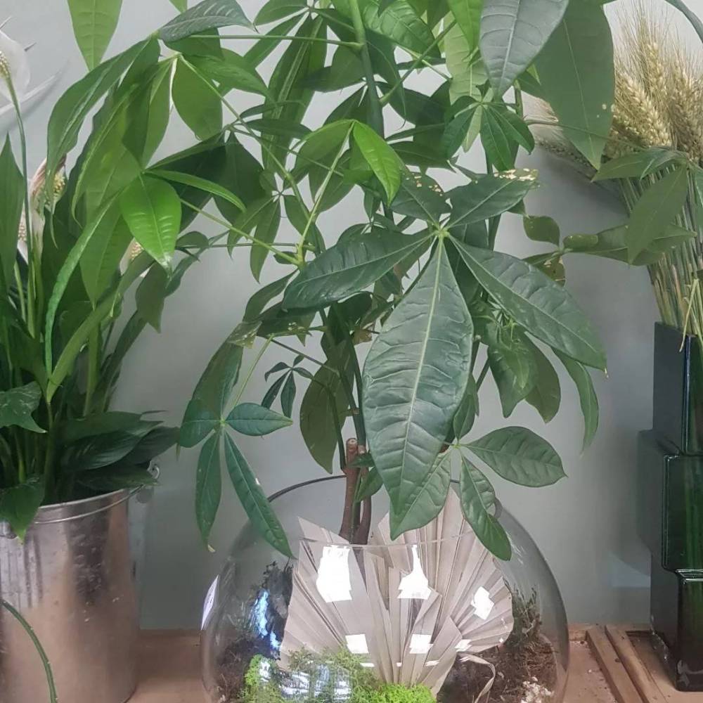plantes et fleurs en pot (1)