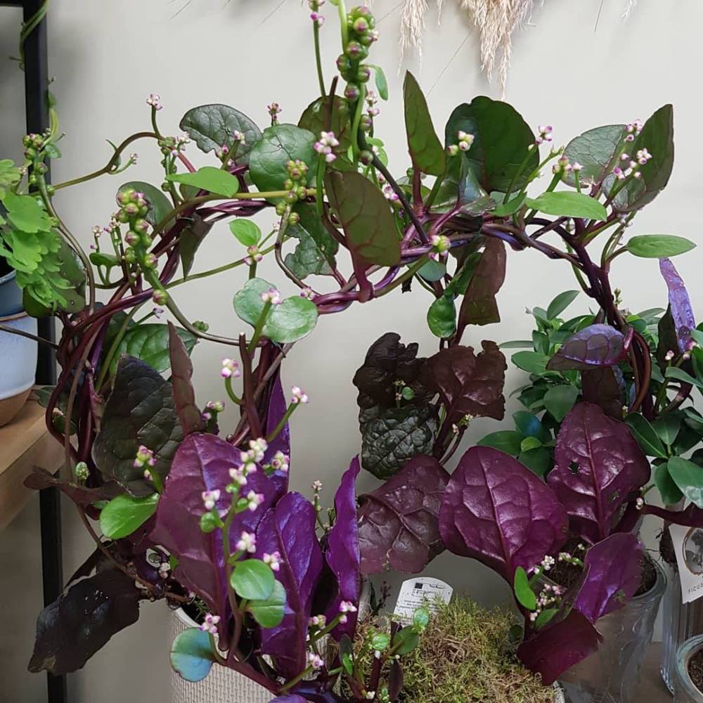 plantes et fleurs en pot (8)