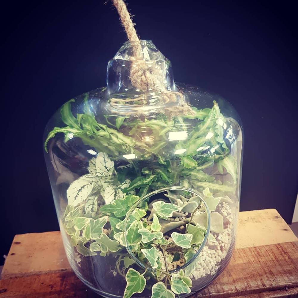 plantes et fleurs en pot (9)