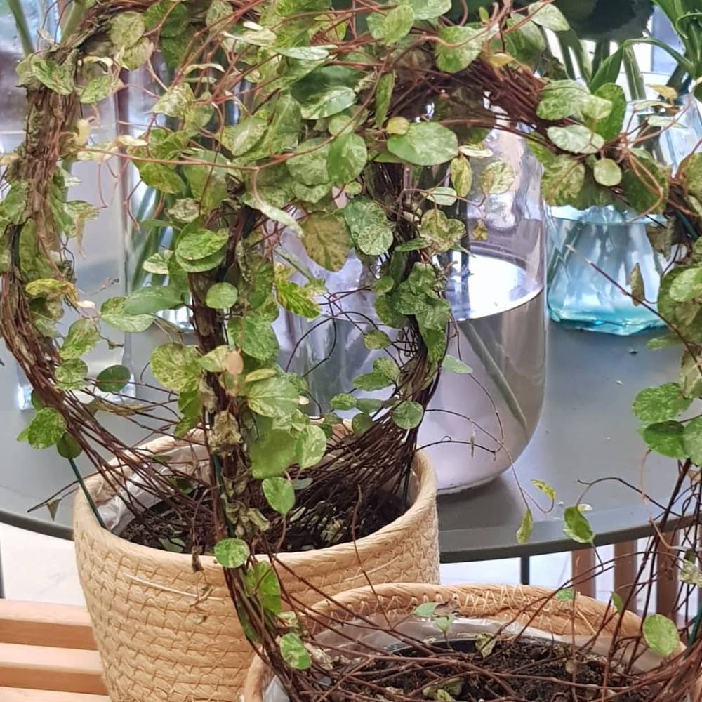 plantes et fleurs en pot (10)
