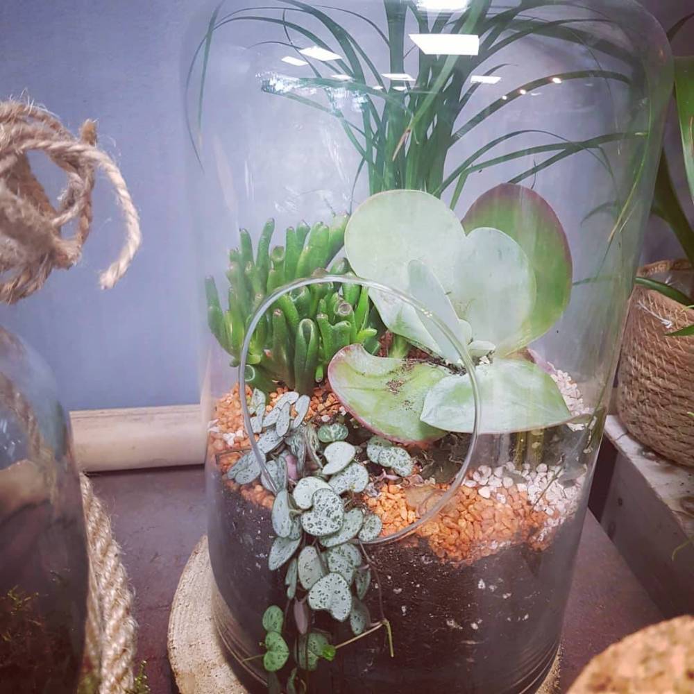 plantes et fleurs en pot (2)