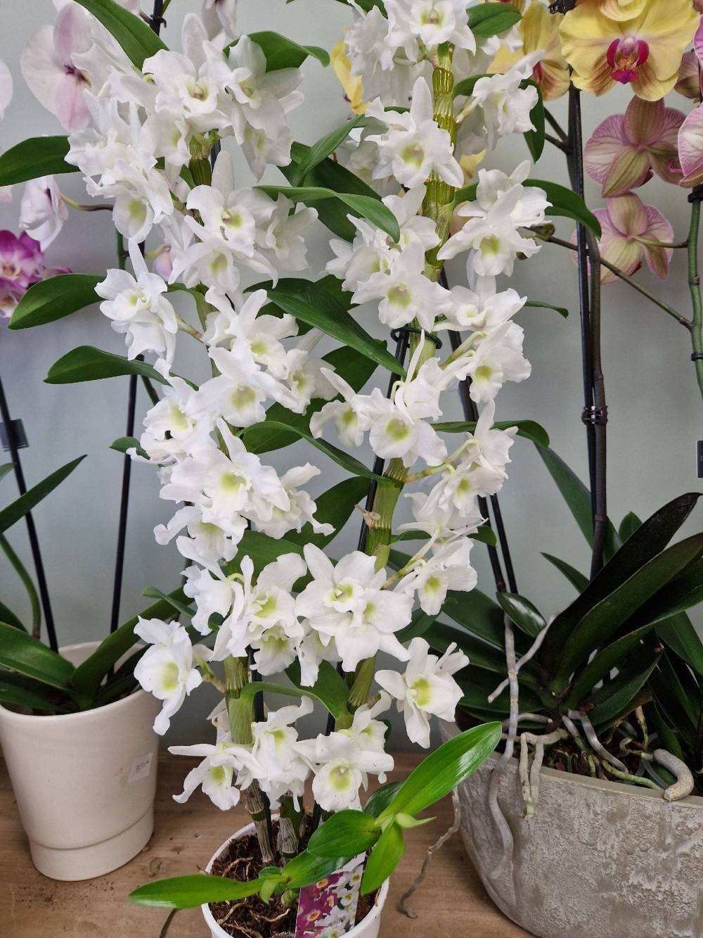 plantes et fleurs en pot (5)