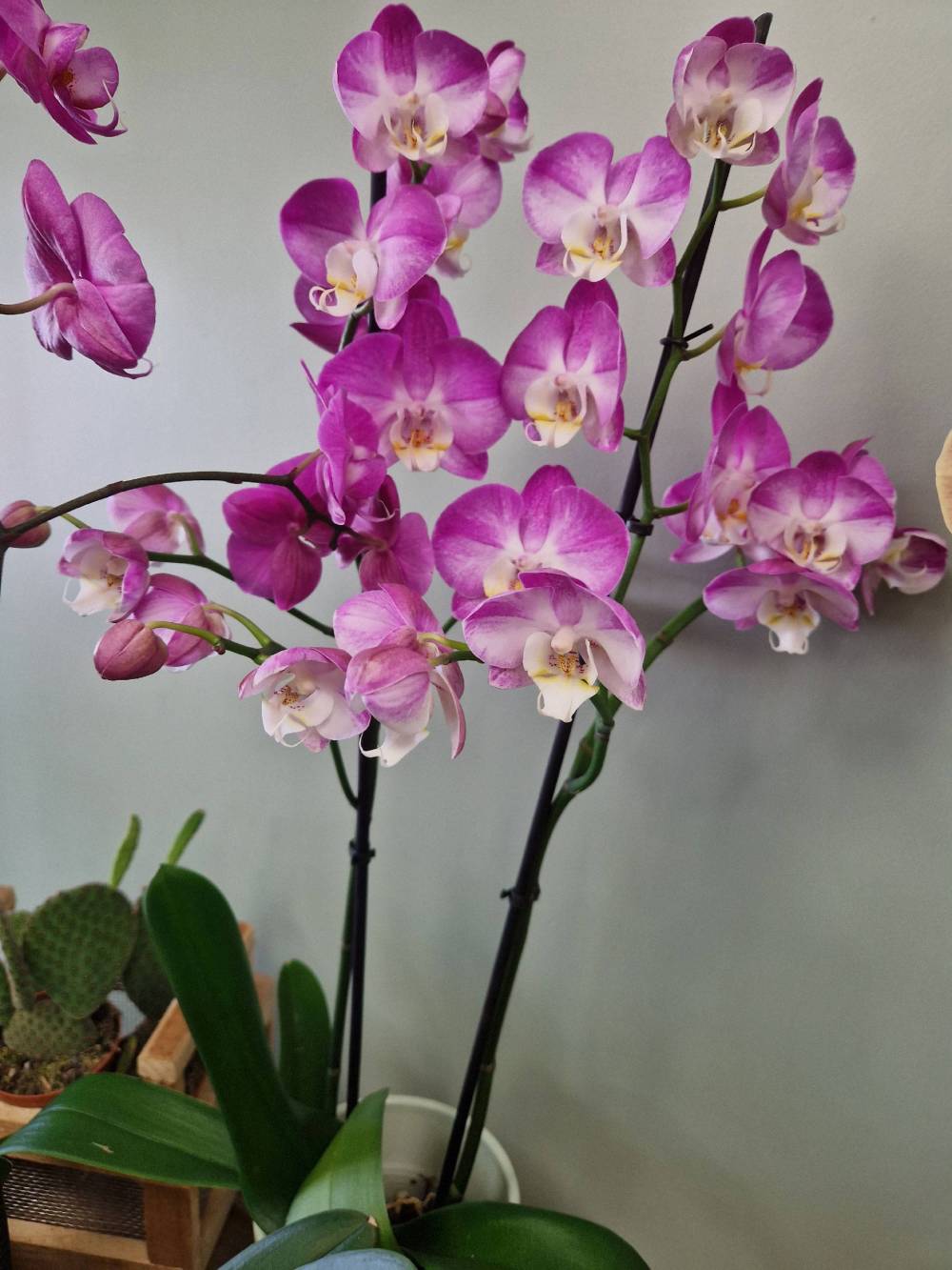 plantes et fleurs en pot (6)