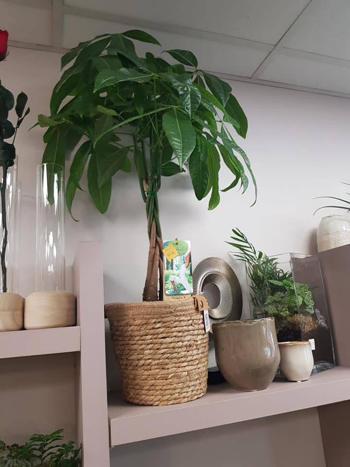 plantes et fleurs en pot (1)