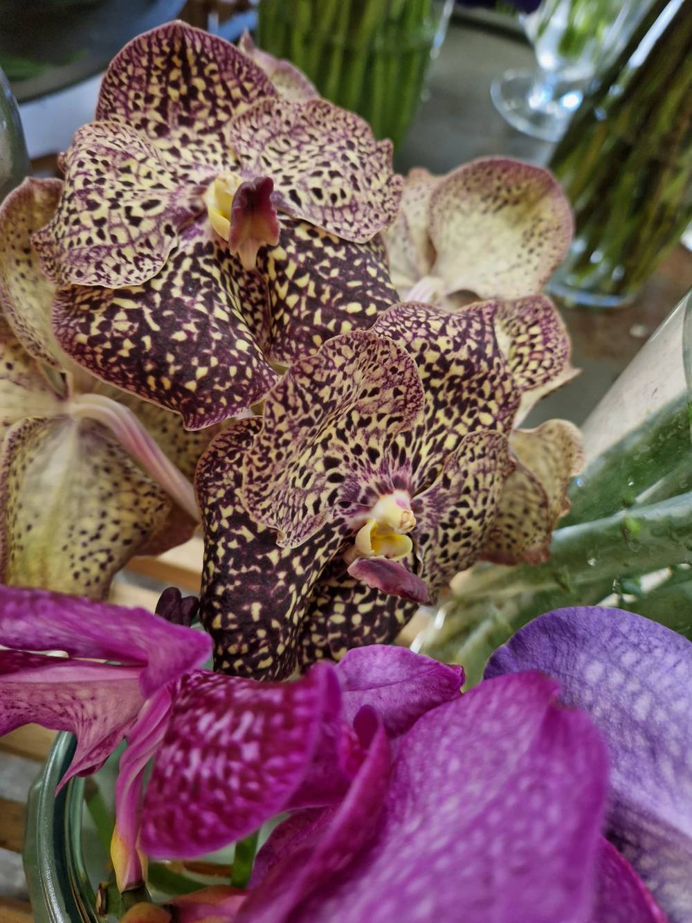 plantes et fleurs en pot (3)