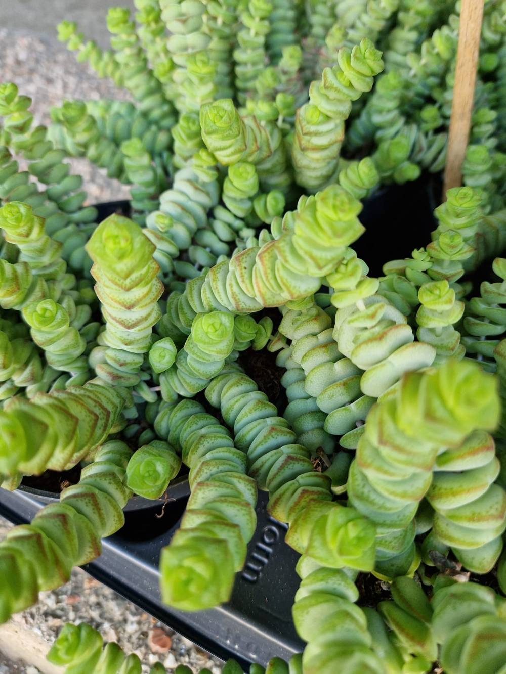 plantes et fleurs en pot (5)