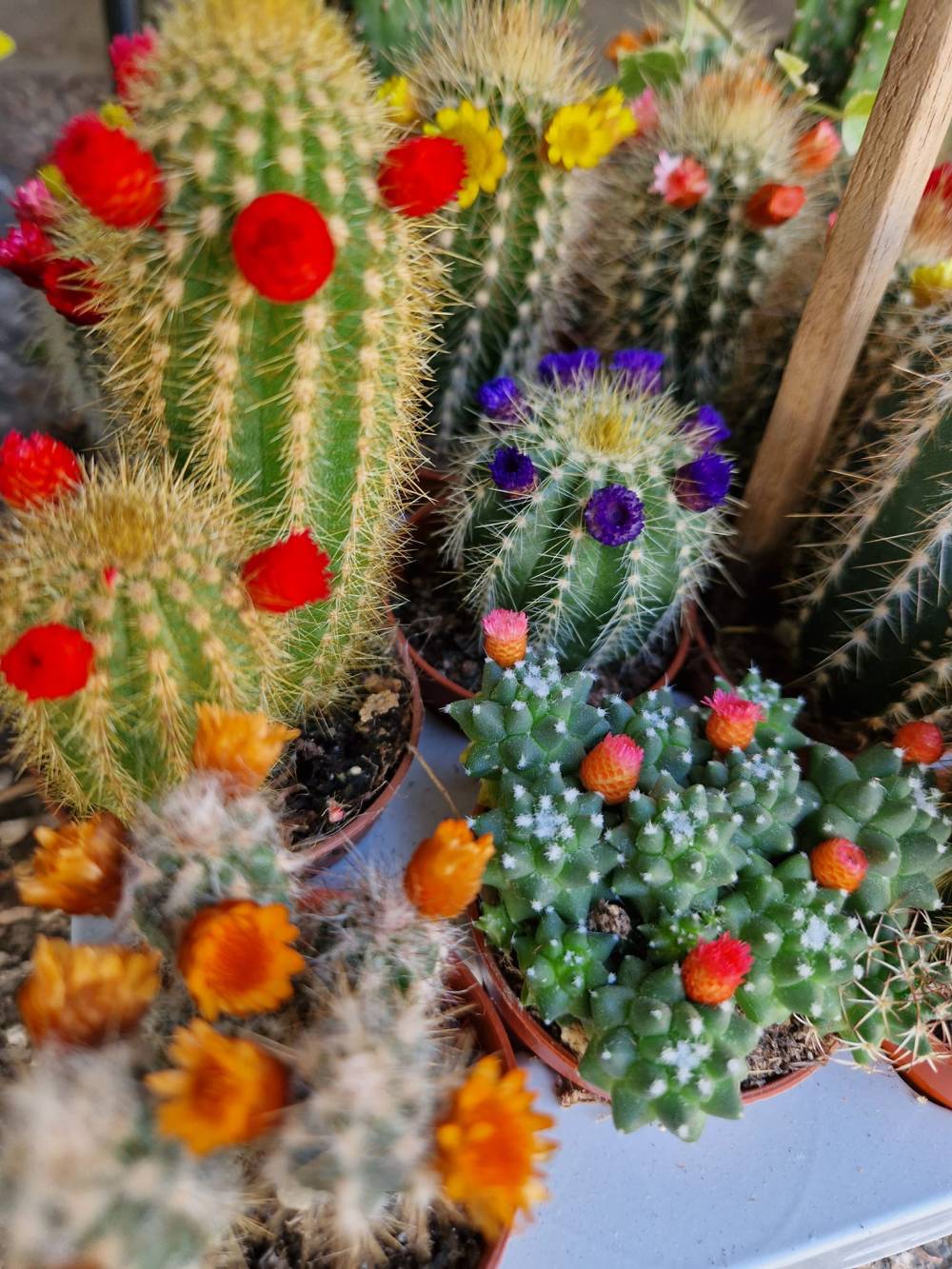 plantes et fleurs en pot (6)