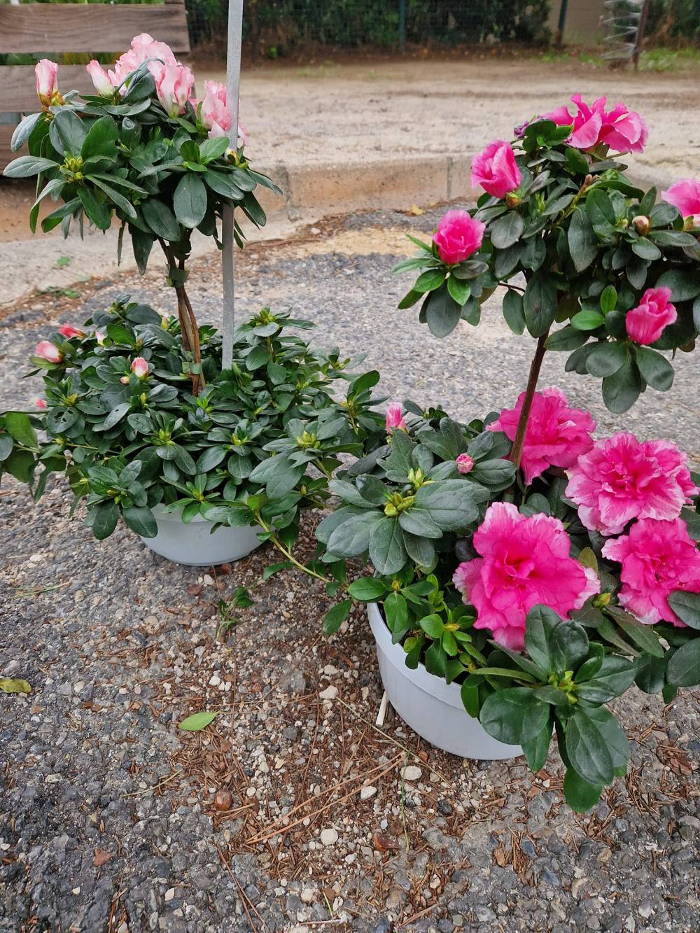 plantes et fleurs en pot (7)