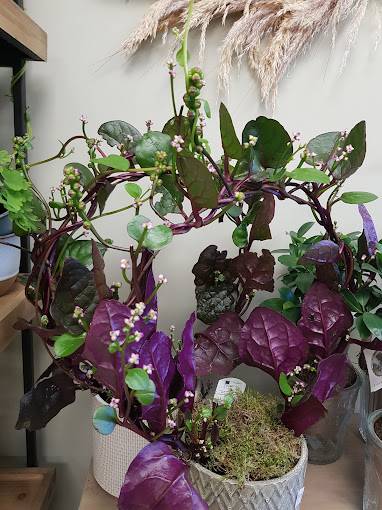 plantes et fleurs en pot (12)