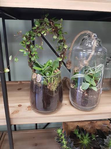 plantes et fleurs en pot (15)